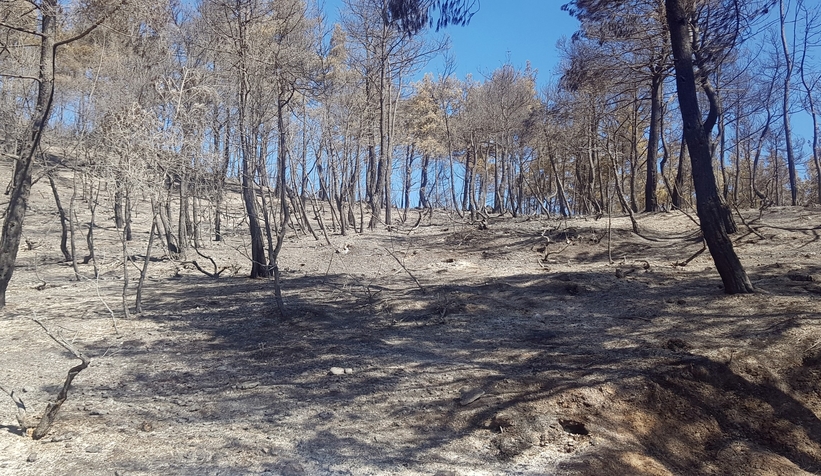 sakarya-tarihinin-en-buyuk-yangininin-cikis-nedeni-belirlendingwvdkljzm