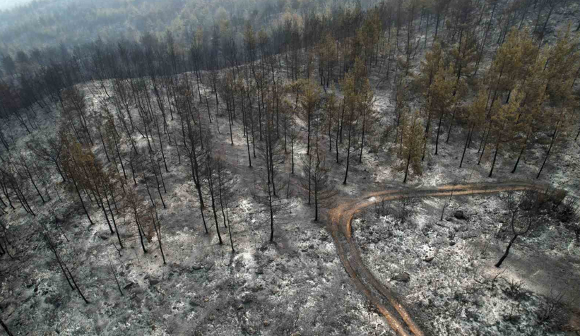 Sakarya Valiliği’nden ağaçlandırma hamlesi: 22 bin fidan dikilecek