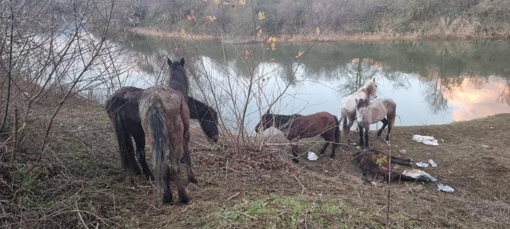 Sakarya’da 40 adet at kesilmekten son anda kurtarıldı