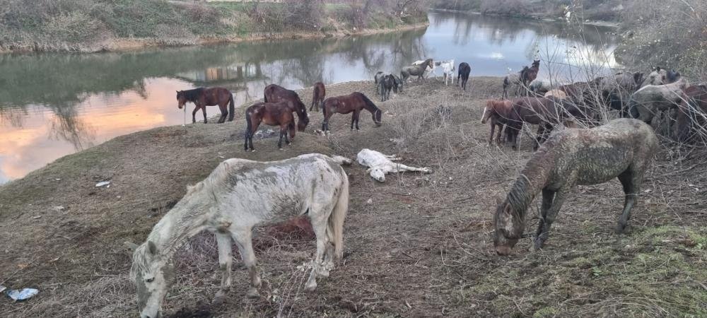 Sakarya’da 40 adet at kesilmekten son anda kurtarıldı