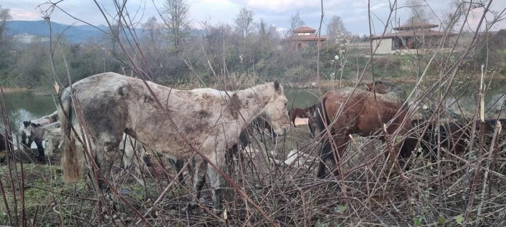 Sakarya’da 40 adet at kesilmekten son anda kurtarıldı