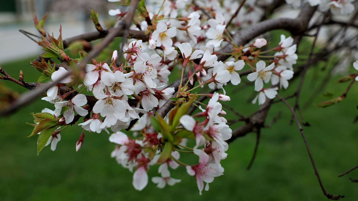 Sakarya’da baharın büyüleyici cümbüşü