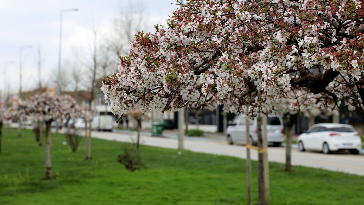 Sakarya’da baharın büyüleyici cümbüşü