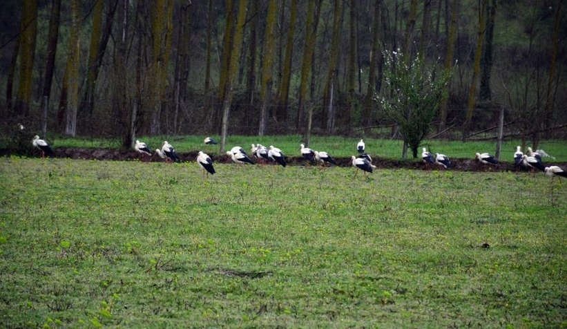 Sakarya’da mola verdiler
