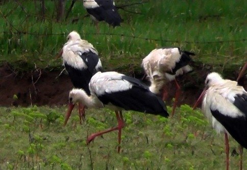 Sakarya’da mola verdiler