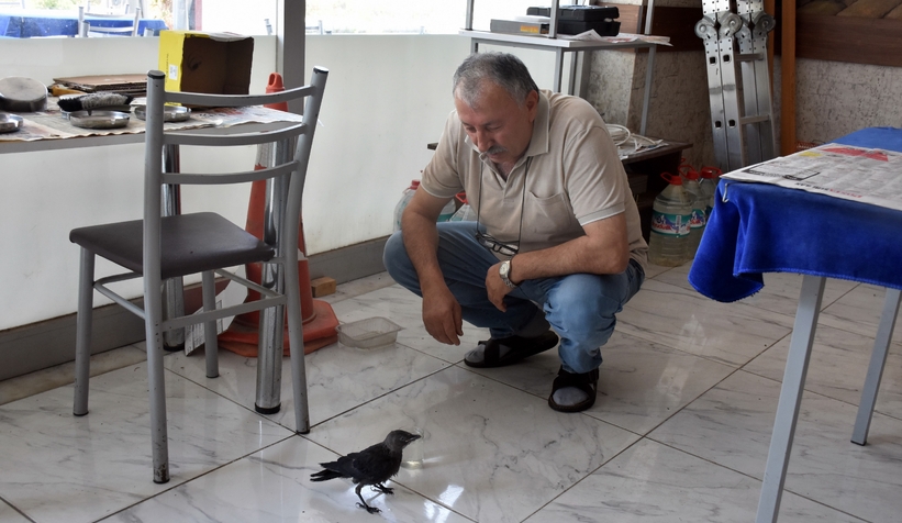 Şakir ismini verdiği kargayla dostluğunu görenler şaşırıyor