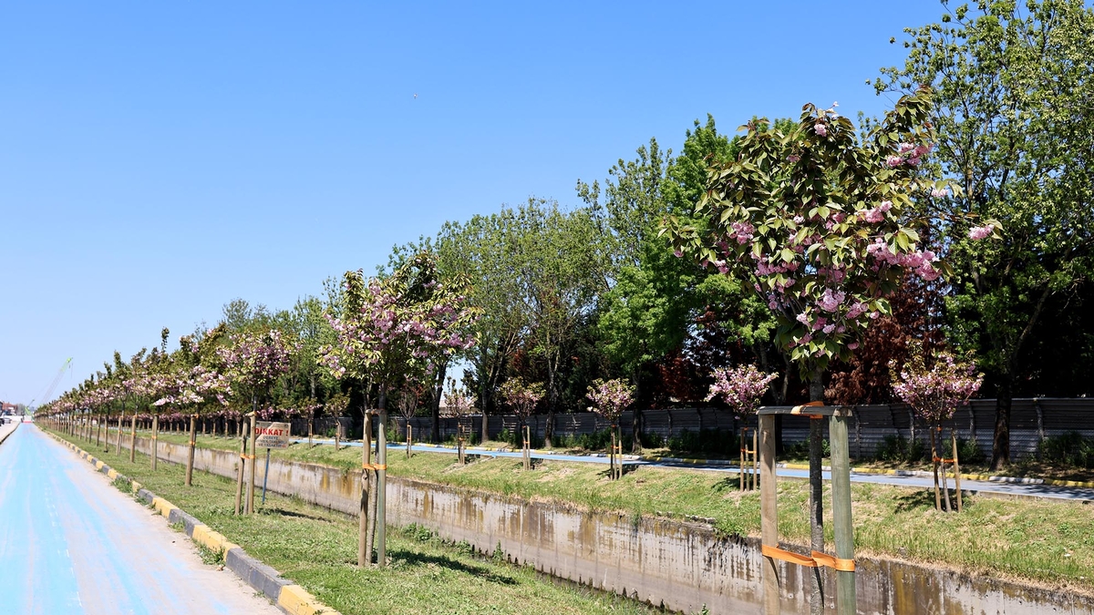 Sakura ağaçları şehri görsel bir şölene dönüştürdü