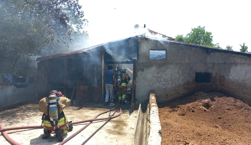 Samanlıkta yangın çıktı: 3 büyükbaş hayvan telef oldu