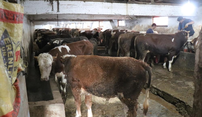 Şap alarmı; Yasağa uymayana 46 bin 159 lira ceza kesilecek