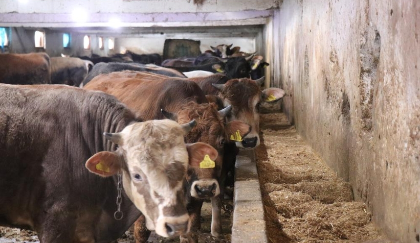 Şap alarmı; Yasağa uymayana 46 bin 159 lira ceza kesilecek