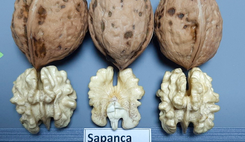 sapanca-cevizi-tescillendirtkrdvrjsw