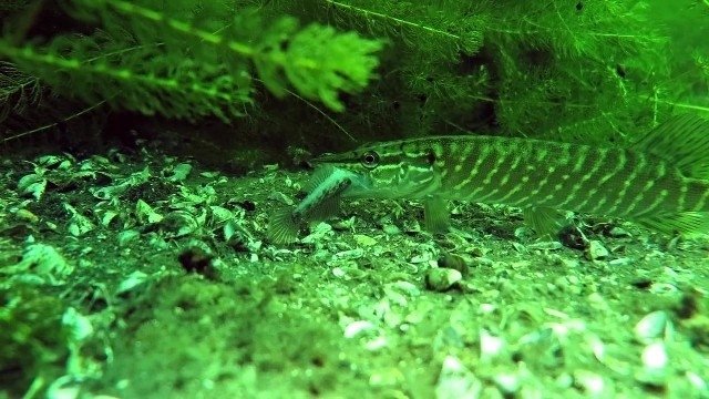 Sapanca Gölü can çekişiyor