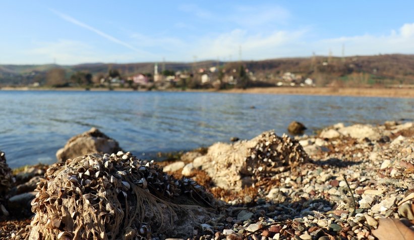 Sapanca Gölü can çekişiyor