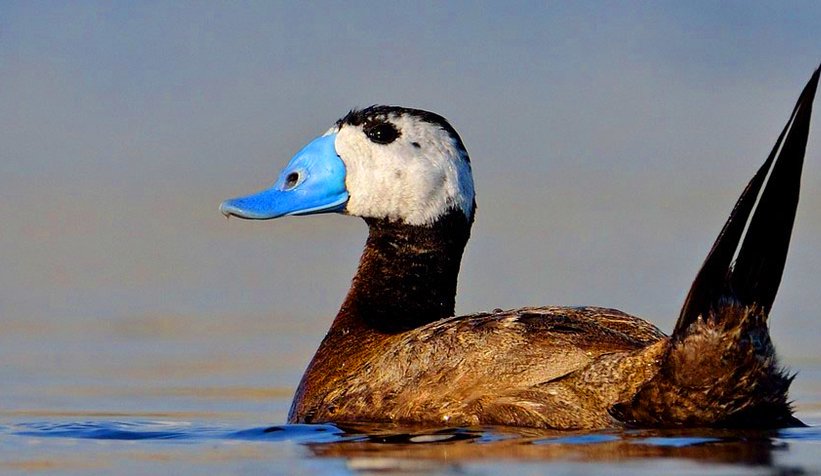 Sapanca Gölü'nde kuş sayımı yapıldı