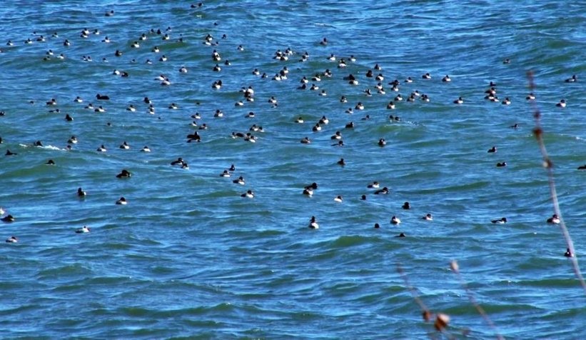 Sapanca Gölü'nde kuş sayımı yapıldı