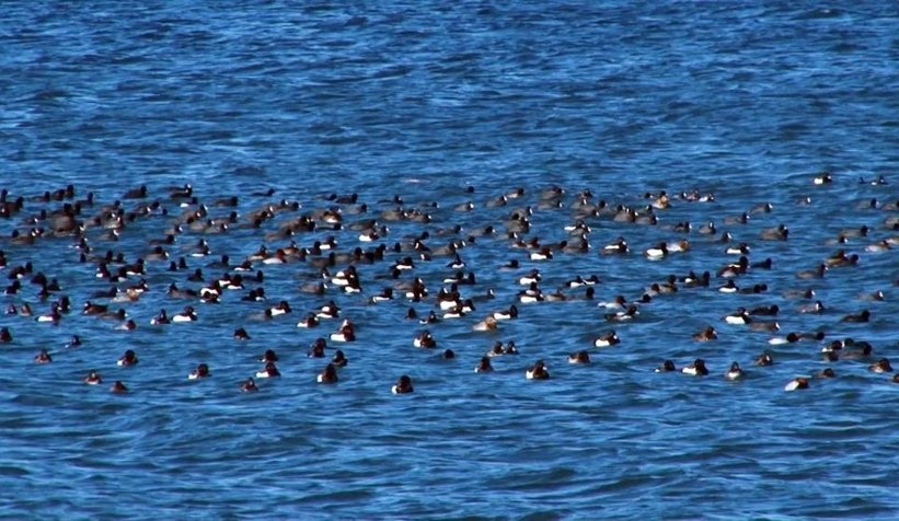 Sapanca Gölü'nde kuş sayımı yapıldı