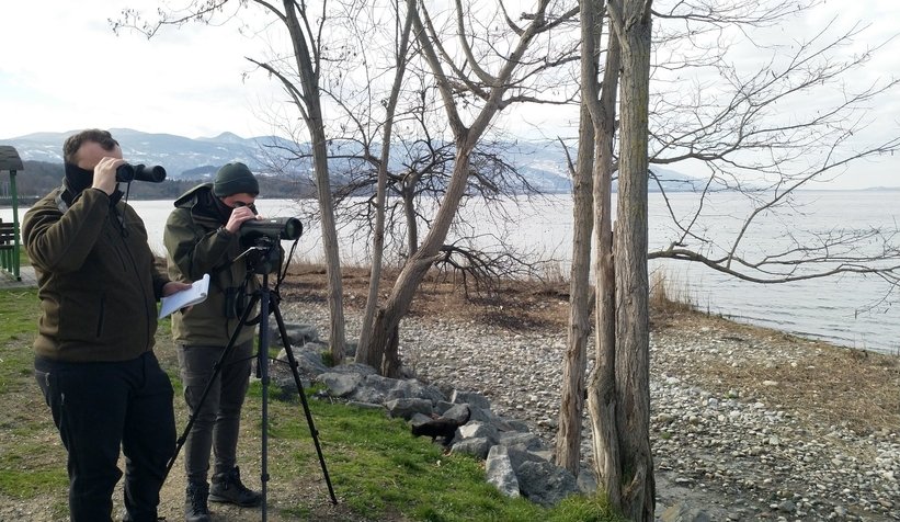 Sapanca Gölü'nde sayım yapıldı; Dikkat çeken kuş türleri
