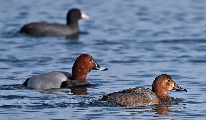 Sapanca Gölü'nde sayım yapıldı; Dikkat çeken kuş türleri