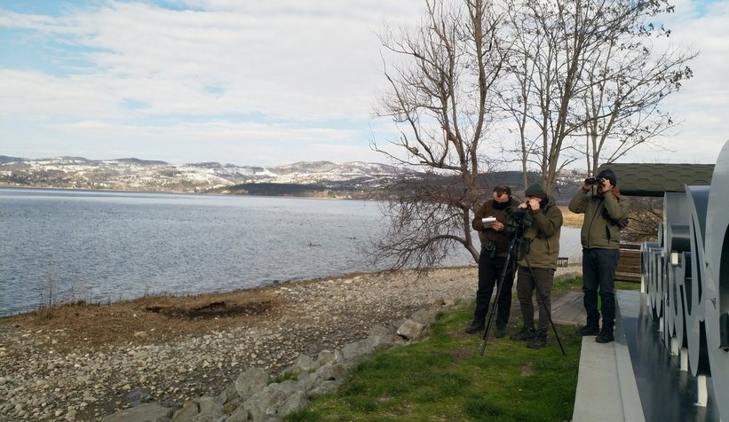 Sapanca Gölü'nde sayım yapıldı; Dikkat çeken kuş türleri