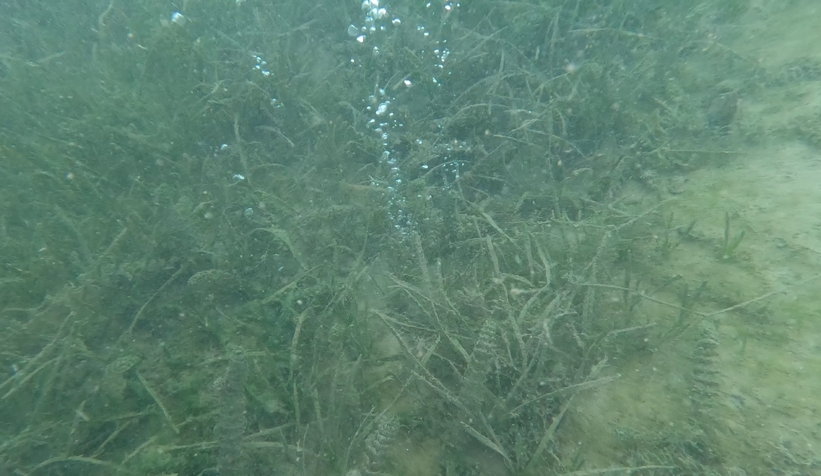 sapanca-golu-ndeki-endiselendiren-kabarciklarin-nedeni-ne-aciklama-geldiy2s0ztfbl3