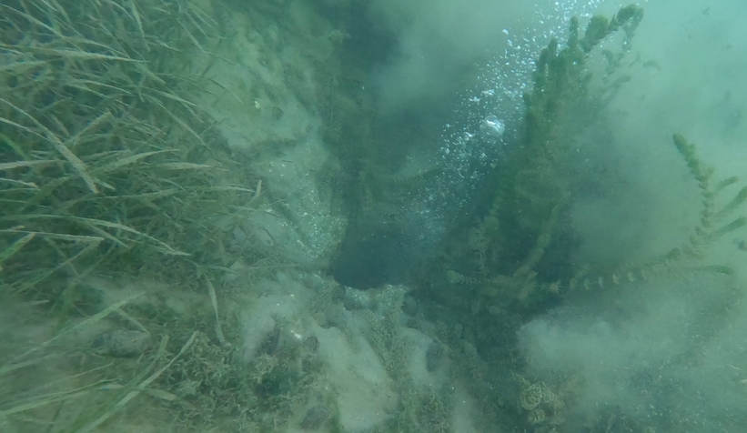 sapanca-golu-ndeki-endiselendiren-kabarciklarin-nedeni-ne-aciklama-geldiy2s0ztfbl3