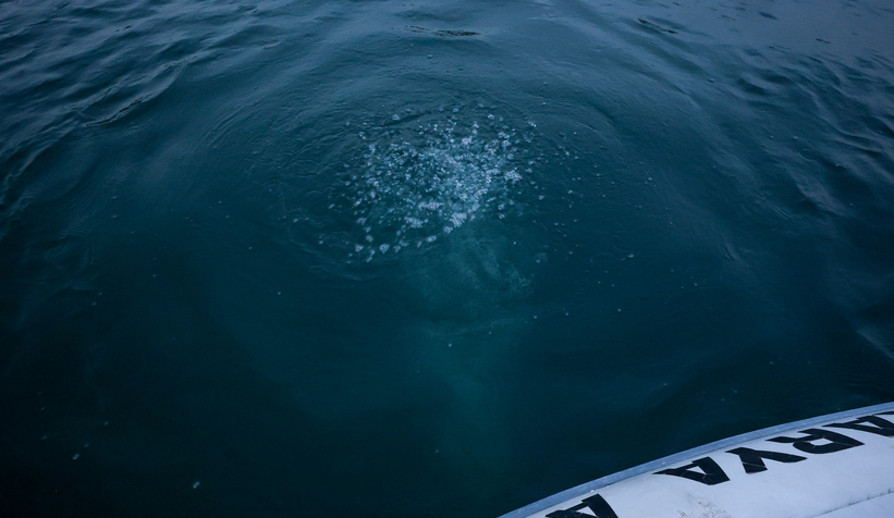 sapanca-golu-ndeki-kabarciklar-endise-olusturmustu-saski-aciklama-yaptidtrhekdtqx