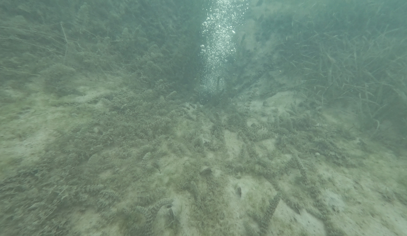 sapanca-golu-ndeki-kabarciklar-endise-olusturmustu-saski-aciklama-yaptidtrhekdtqx