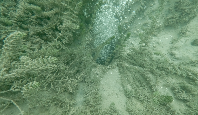 sapanca-golu-ndeki-kabarciklar-endise-olusturmustu-saski-aciklama-yaptidtrhekdtqx