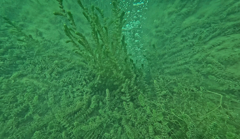 sapanca-golu-ndeki-kabarciklar-endise-olusturmustu-saski-aciklama-yaptidtrhekdtqx