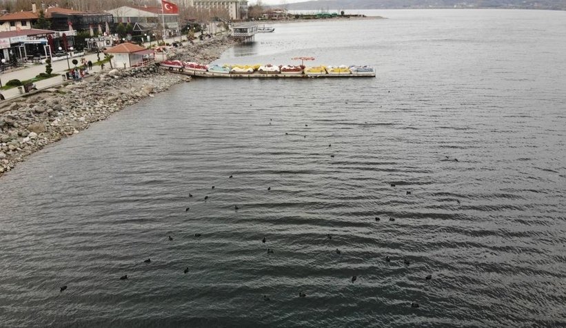 Sapanca Gölü'nden sevindirici haber