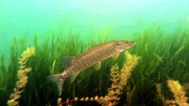 Sapanca Gölü'nün dibini ilk kez böyle göreceksiniz