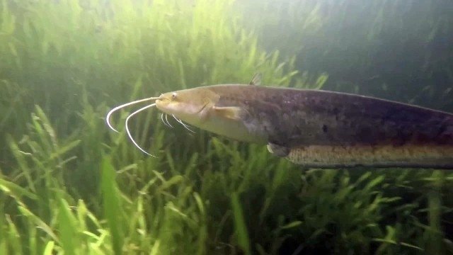 Sapanca Gölü'nün dibini ilk kez böyle göreceksiniz