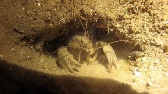 Sapanca Gölü'nün dibini ilk kez böyle göreceksiniz