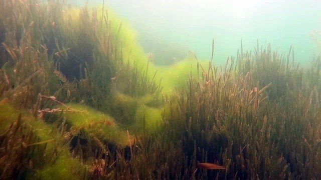 Sapanca Gölü'nün dibini ilk kez böyle göreceksiniz