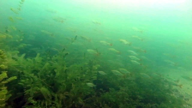 Sapanca Gölü'nün dibini ilk kez böyle göreceksiniz