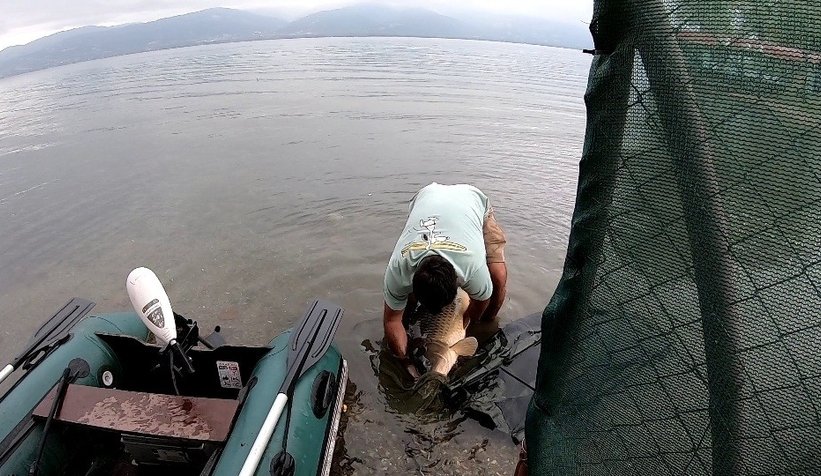 Sapanca Gölü’nde 23 kiloluk dev sazan yakaladı