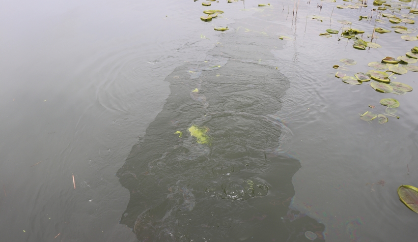 Sapanca Gölü’ndeki çevre felaketinde son durum