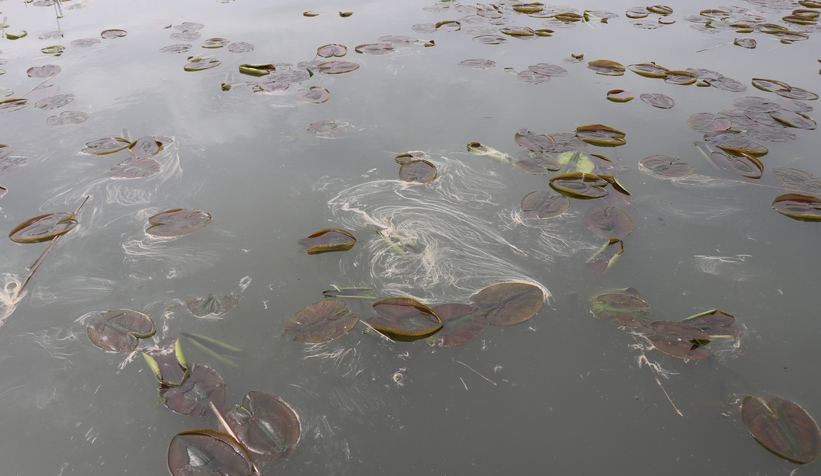 Sapanca Gölü’ndeki çevre felaketinde son durum