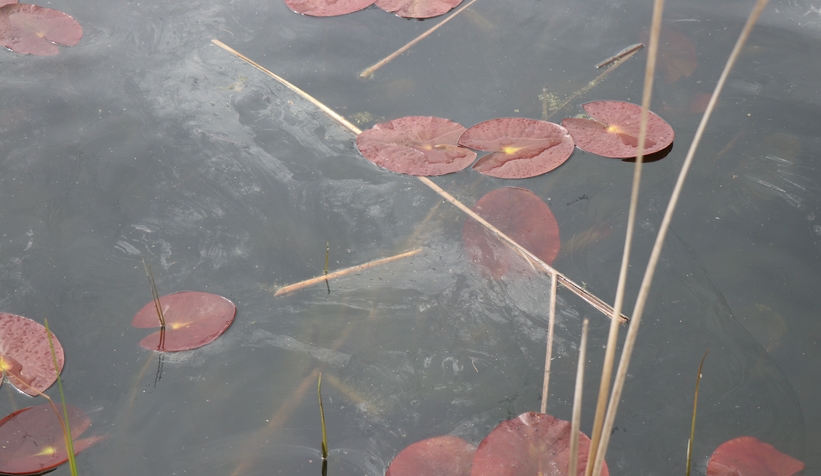 Sapanca Gölü’ndeki çevre felaketinde son durum