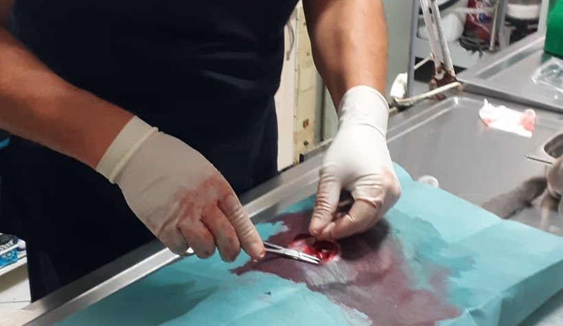 Sasha'nın midesinden iğne çıkarıldı