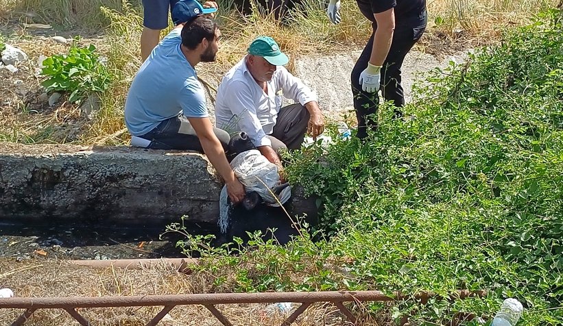 Satmak için getirdiği kurbanlığı rögar çukuruna düştü