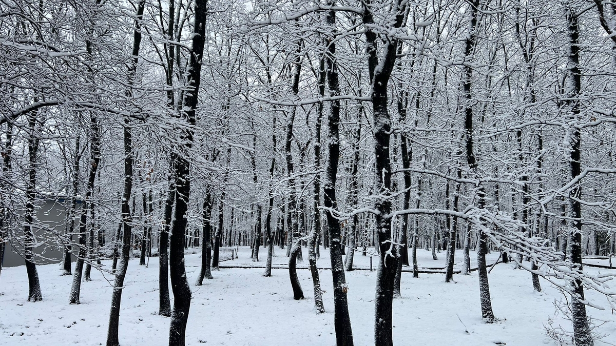 SAÜ Kampüsünden kar manzaraları