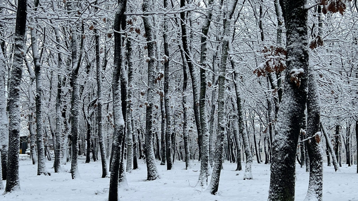 SAÜ Kampüsünden kar manzaraları