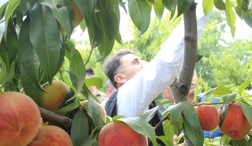 Şeftali üreticisinin yüzü gülüyor