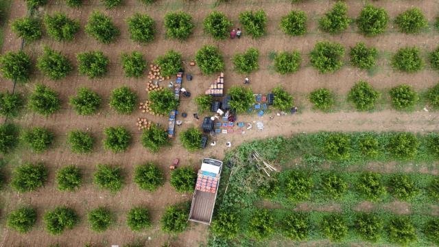 Şeftali üreticisinin yüzü gülüyor