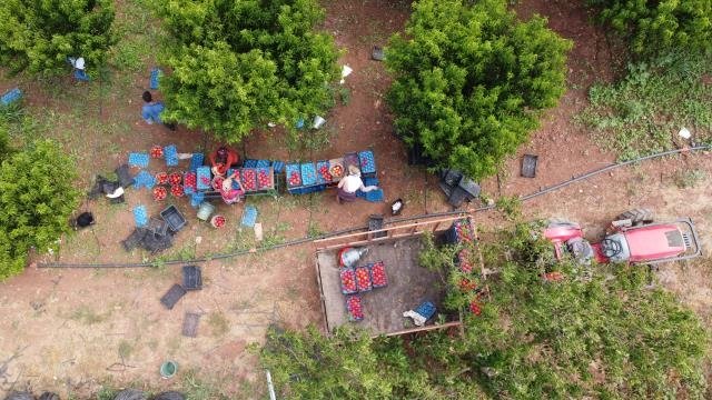 Şeftali üreticisinin yüzü gülüyor