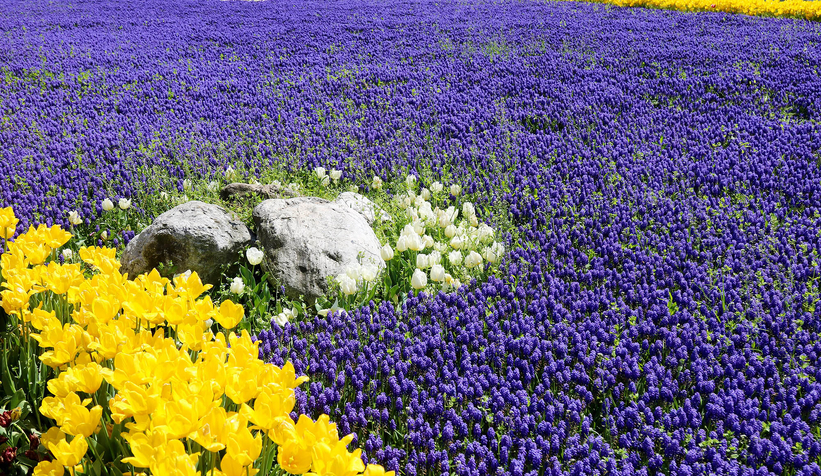 Şehir çiçeklerle bayrama hazırlandı