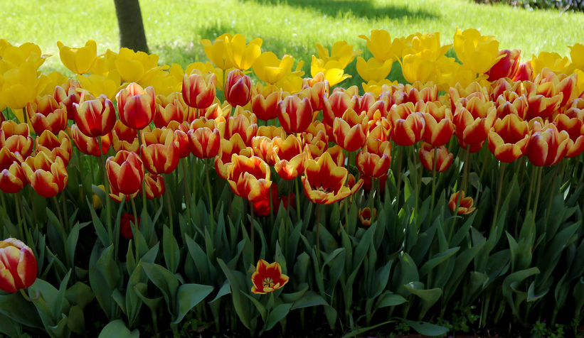Şehir çiçeklerle bayrama hazırlandı