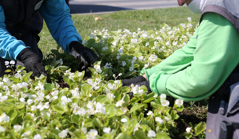 Şehrin caddeleri çiçek bahçesi gibi olacak