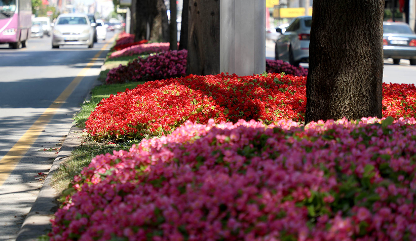 Şehrin en işlek caddeleri çiçek bahçesine dönüşüyor